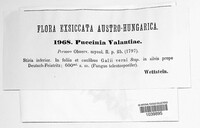 Puccinia valantiae image
